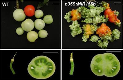 <mark class="highlighted">Molecular Control</mark> by Non-coding RNAs During Fruit Development: From Gynoecium Patterning to Fruit Ripening